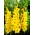 Limoncello gladiolus - large package! - 50 pcs