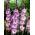Mediterranee gladiolus - 5 pcs