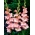 Monte Gordo gladiolus - 5 stk