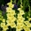 Morgengull gladiolus - 5 stk