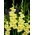 Morning Gold gladiolus - stort paket! - 50 st