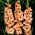 Sabor gladiolus - 5 buc.