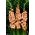 Sabor gladiolus - stor pakke! - 50 stk