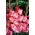 Sogno gladiolus - stort paket! - 50 st