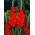 Vuelta gladiolus - stor pakke! - 50 stk