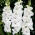 Tibet gladiolus - stort paket! - 50 st