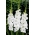 Tibet gladiolus - stor pakke! - 50 stk.