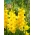 Gladiolus Golden Sunrise - pacote grande! - 50 peças