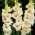 Rivendell gladiolus - veľké balenie! - 50 ks