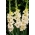 Rivendell gladiolus - large package! - 50 pcs