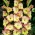 Conca Verde gladiolen - groot pakket! - 50 stuks - 