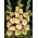 Conca Verde gladiolus - голям пакет! - 50 бр.