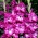 Nablus gladiolus - large package! - 50 pcs