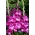Nablus gladiolus - stort paket! - 50 st