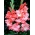 Rik's Frizzle gladiolus - 5 pcs
