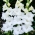 Tarantella Gladiolus - 5 Stk - 