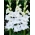 Tarantella gladiolus - stor pakke! - 50 stk