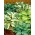 Hosta - melange de varietes avec des feuilles de couleurs differentes; lys plantain