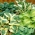 Hosta - melange de varietes avec des feuilles de couleurs differentes; lys plantain