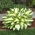 Color Festival hosta, plantain lily - tricolor blader
