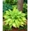 Hosta Lady Guinevere, Spitzwegerich - dunkelrosa Blume - 