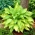 Hosta Lady Guinevere, Spitzwegerich - dunkelrosa Blume - 