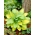Paul's Glory hosta, plantain lily - large package! - 10 pcs