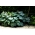 Kingsize hosta, живовляк лилия - листа с размер XL