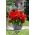 Superba Begonia rossa a fiore grande - a fiore rosso - 2 pz