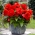 Superba Begonia rossa a fiore grande - a fiore rosso - 2 pz