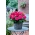 Superba Rose storblommig begonia - rosa blommig - rosa - 2 st