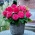 Superba Rose begonie velkokvětá - růžově květovaná - velké balení! - 20 ks.