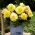 Superba Begonia gialla a fiore grande - a fiore giallo - 2 pz