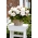 Superba begônia de flor grande Branco - 2 unid.