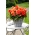 Superba Orange large-flowered begonia - orange flowered - 2 pcs
