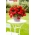 Odorata Red Glory duftende begonia - 2 stk.