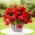 Odorata Red Glory begonia parfume - 2 pcs