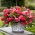 Begonia aromática Odorata Pink Delight - 2 piezas