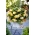 Odorata Sunny Dream begonia parfume - 2 pcs