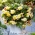 Odorata Sunny Dream fragrant begonia - large package! - 20 pcs