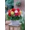 Superba large-flowered begonia - colour mix - large package! - 20 pcs