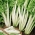 Amarilla de Lyon 2 BIO-mangoldi - vihreä ja valkoiset varret - sertifioidut luomusiemenet; mankulta, lehtijuurikkaan - 