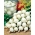 De Barletta cibule - bílá, raná, mírná a mírně nasládlá odrůda - 