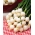 Cebolla Pompei BIO - blanca, variedad verano-otoño, para cebollino - semillas ecológicas certificadas - 