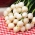 Zwiebel Pompei BIO - weiß, Sommer-Herbst-Sorte, für Schnittlauch - Saatgut aus kontrolliert biologischem Anbau - 