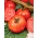 Tomate Belladona F1 - une variété de serre précoce, exempte de trouble de l'épaule jaune de la tomate - des semences professionnelles pour tous - 