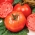 Belladona F1 rajčica - rana staklenička sorta, bez poremećaja žute lopatice rajčice - profesionalno sjeme za svakoga - 
