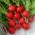 Melito F1 radise - store, røde rødder med tynd hud - professionelle frø til alle - 