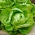 Hlávkový salát Sagess - středně raná polní odrůda - profesionální semena pro každého - 