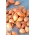 Oignon de printemps Sopelek - bulbes allongés - 5 kg - 